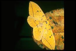 Image of Imperial Moth