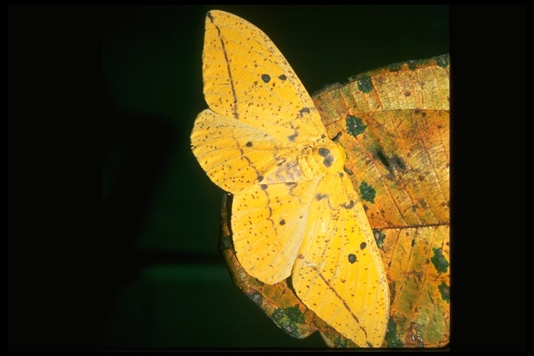 Image of Imperial Moth