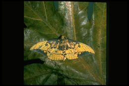 Image of Imperial Moth
