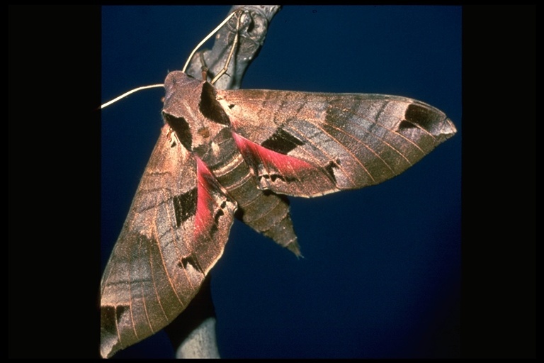 Image of Achemon Sphinx