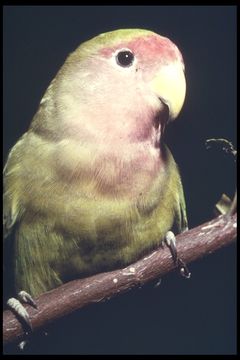 Image of Rosy-faced Lovebird