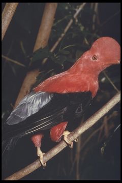 Rupicola peruvianus (Latham 1790) resmi