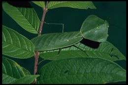 Image of Hooded Mantis
