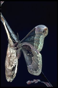 Sivun Callosamia promethea (Drury 1773) kuva