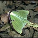 Image of Luna Moths