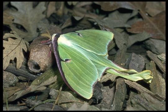 Image of Luna Moth