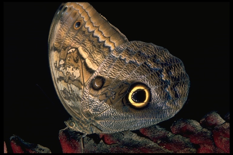 Image of Owl Butterflies