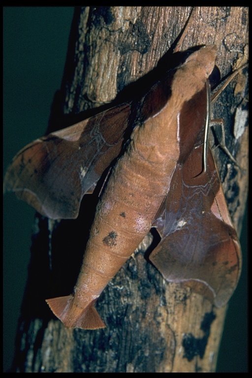 Image of Callionima nomius (Walker 1856)