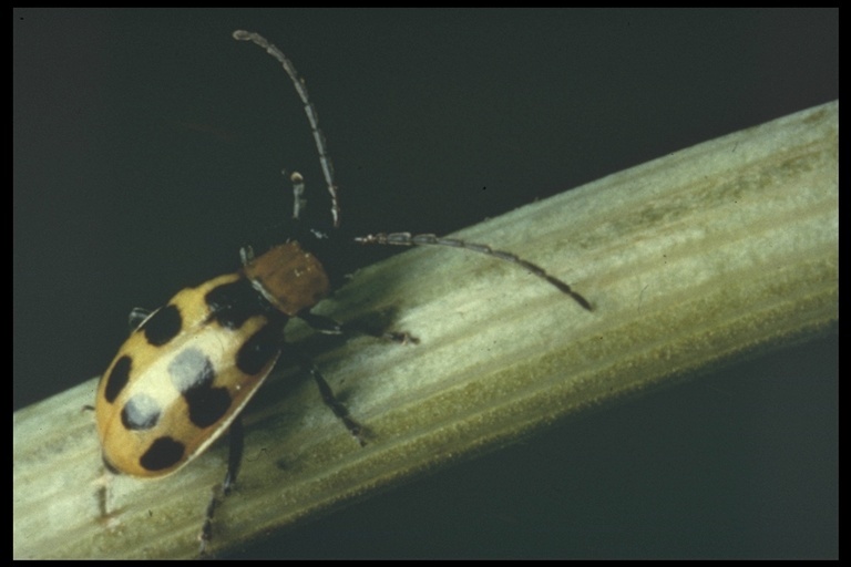 Image of Spotted Cucumber Beetle