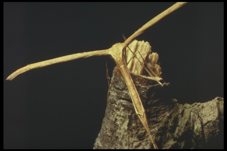 Image of plume moths