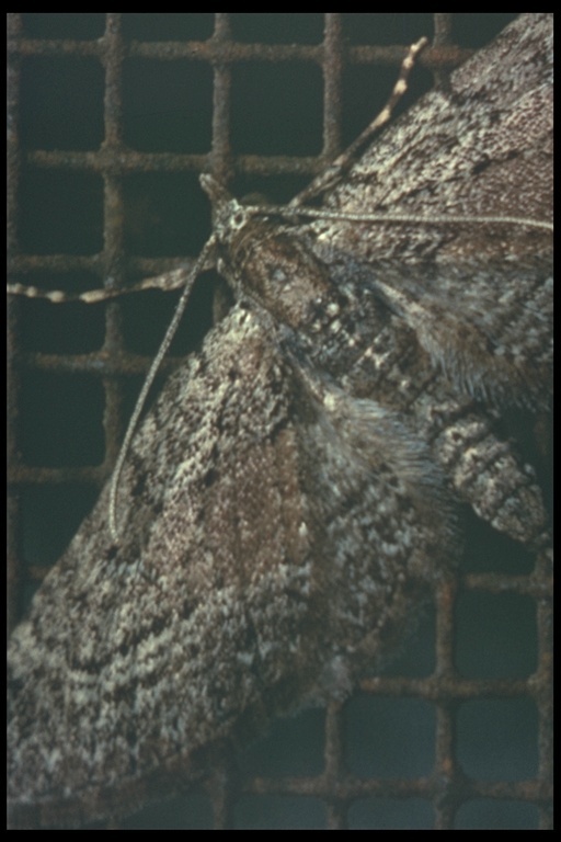 Image of grass moths