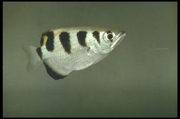 Image of Banded Archerfish