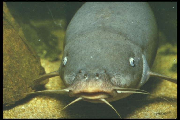 Image of African Electric Catfish