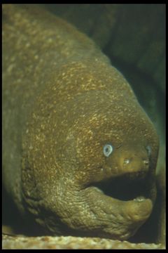 Image of California moray