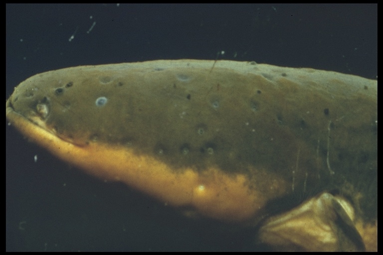 Image of Electric eel