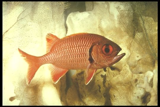 Image of Big-eyed Squirrelfish