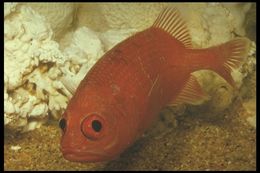 Image of Cardinal Soldierfish