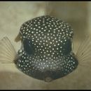 Image of Boxfishes