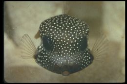 Image of Spotted boxfish