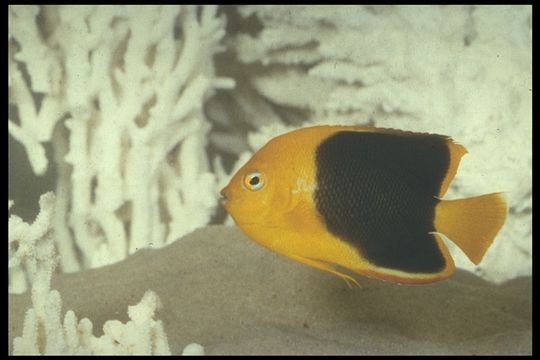 صورة Holacanthus tricolor (Bloch 1795)