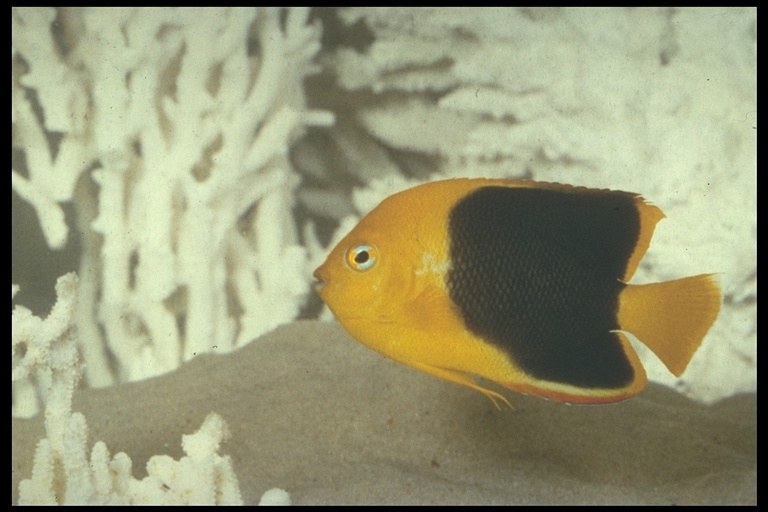 Image of Angelfish