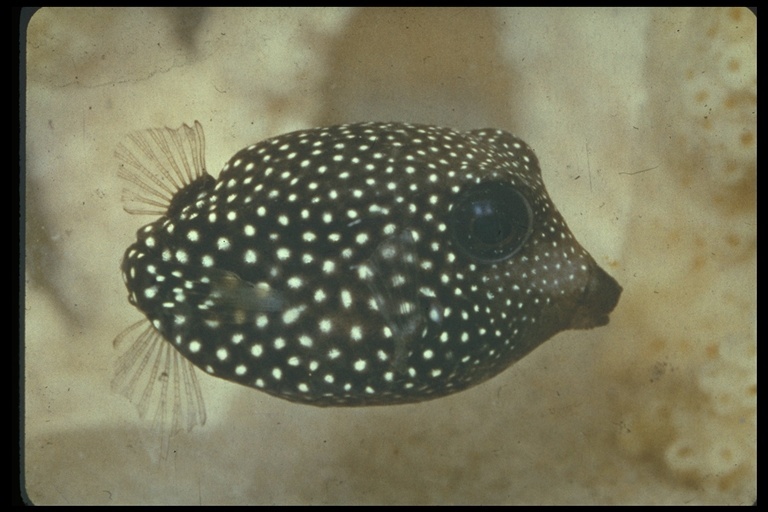 Image of Spotted boxfish