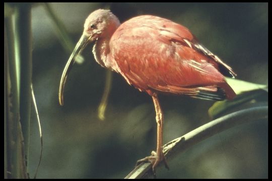 Image of Scarlet Ibis