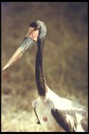 Image of Saddle-billed Stork