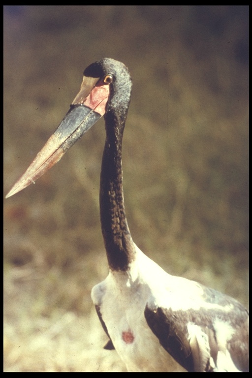 Image of Saddle-billed Stork