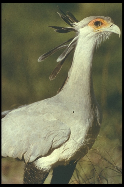 Image of Secretarybird