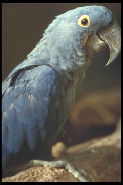 Image of Hyacinth Macaw