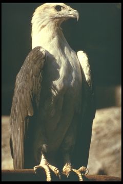 Image of White-bellied Sea Eagle