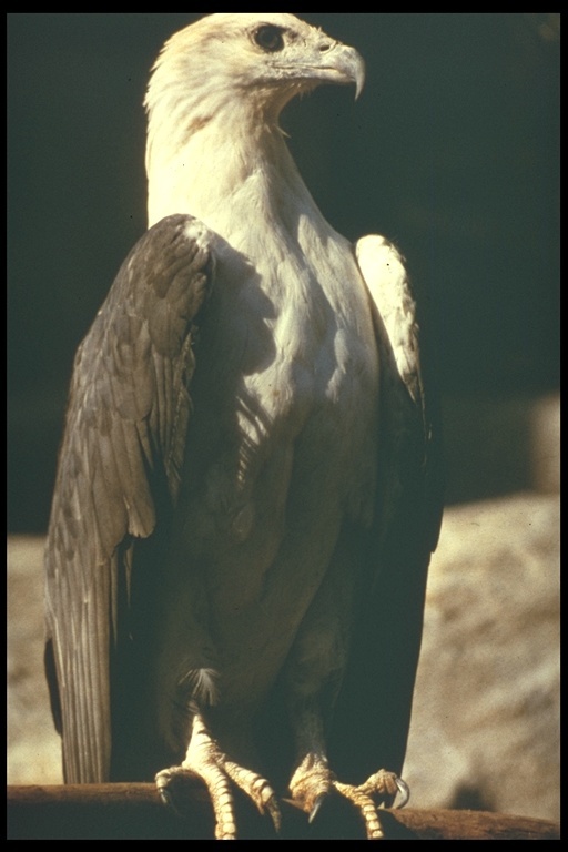 Image of White-bellied Sea Eagle