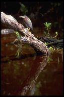 Image of Green Heron