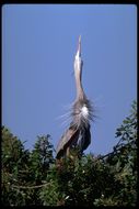 Imagem de Ardea herodias Linnaeus 1758