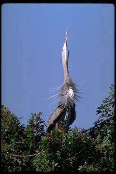 Image of Great Blue Heron