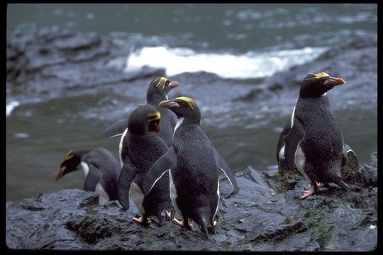 Image of Macaroni Penguin