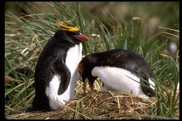 Image of Macaroni Penguin