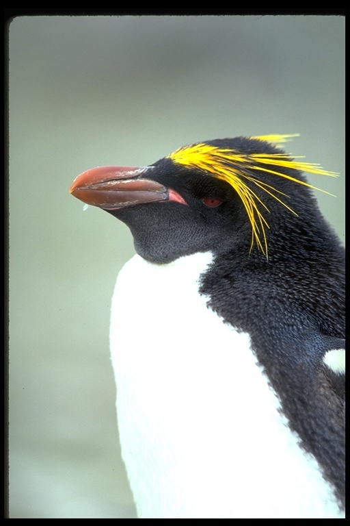 Image of Macaroni Penguin