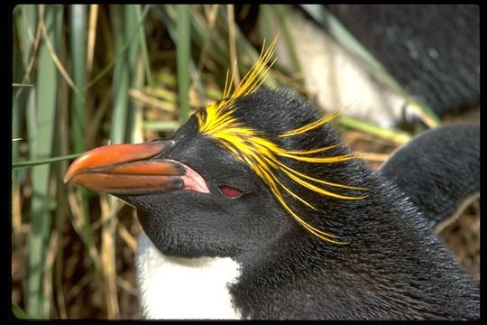 Image of Macaroni Penguin