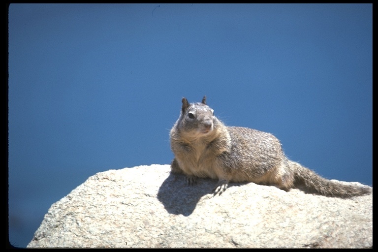 Image of California ground squirrel