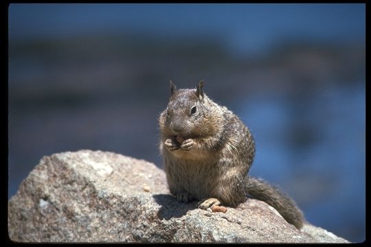 Image of California ground squirrel