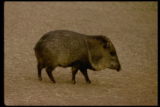 Image of collared peccary