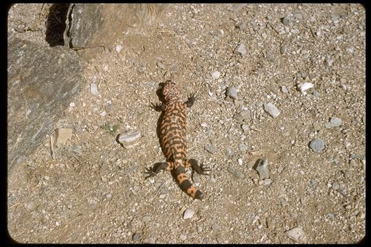 Image of Gila Monster