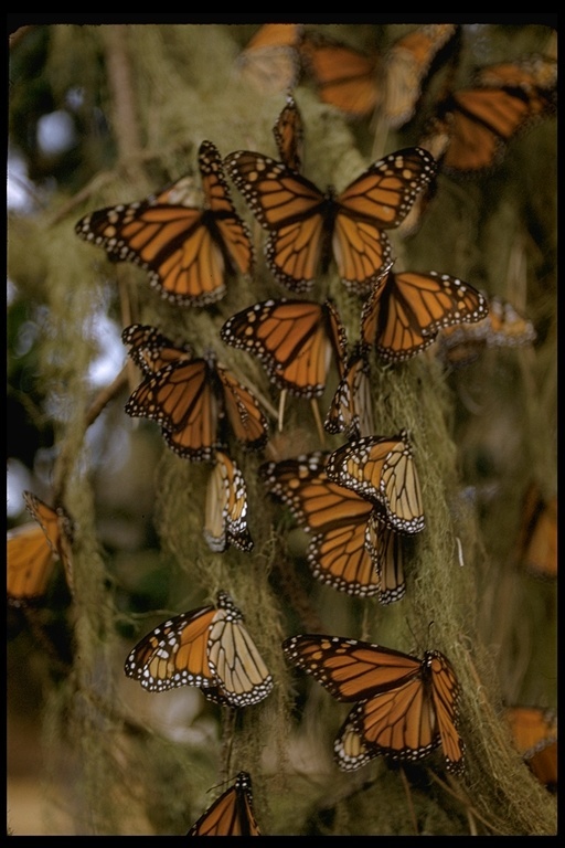 Image of Monarch