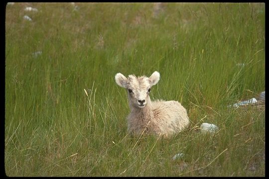 Image of bighorn sheep