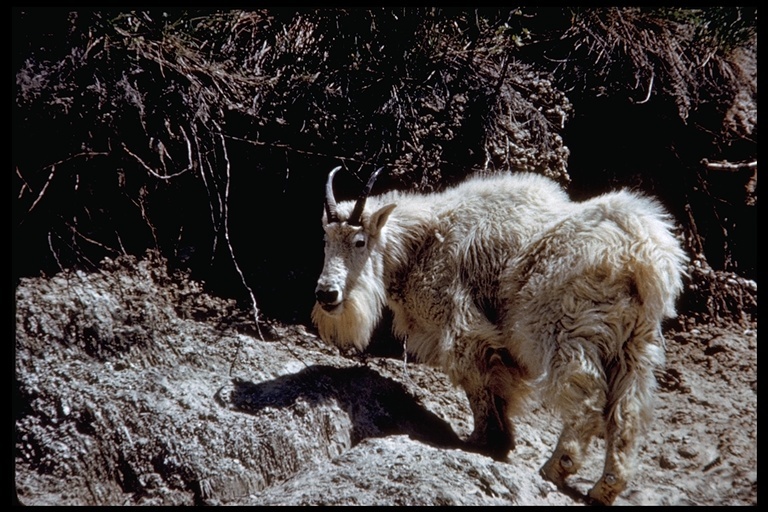 Image of Mountain Goat