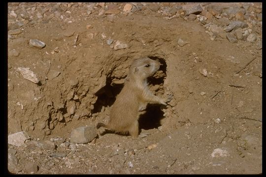 Image of Arizona Black-tailed Prairie Dog