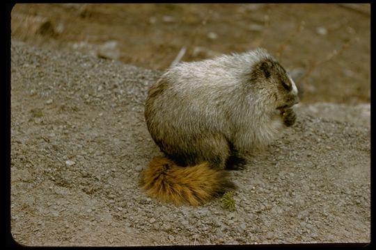 Image of Hoary Marmot