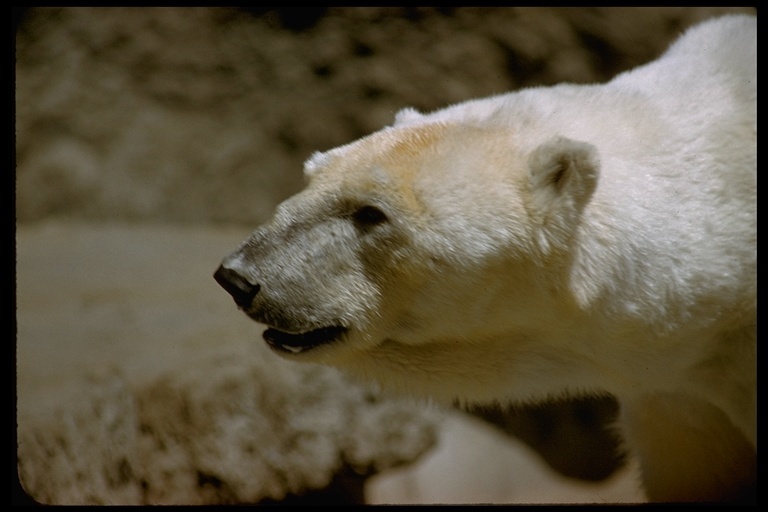 Image of polar bear